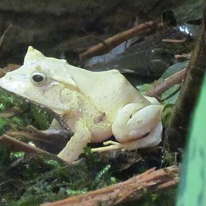 Solomon Island Leaf Frog