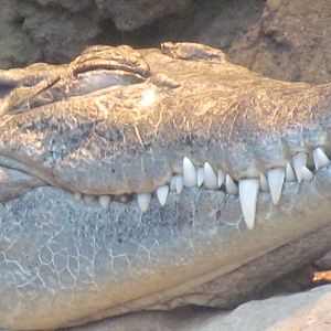 Philippine Crocodile