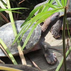 Painted River Terrapin