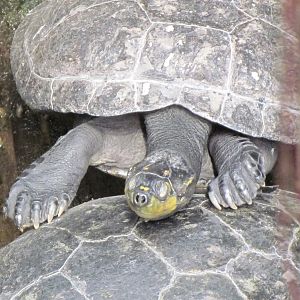 Yellow-spotted Amazon River Turtle