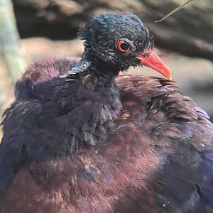 Green-naped Pheasant Pigeon