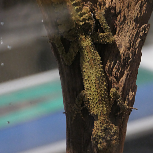 Southern Leaf-tailed Gecko