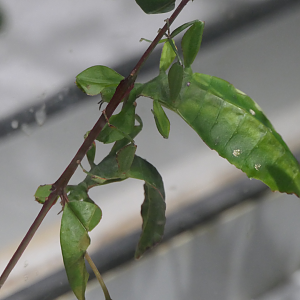 Australian Leaf Insect