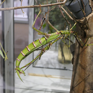Goliath Stick Insect