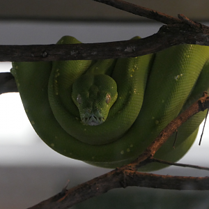 Green Tree Python