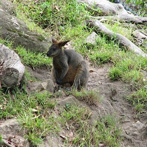 Blackbutt 2011 - Swamp Wallaby