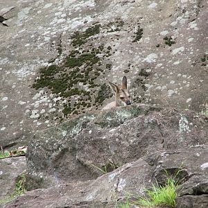 Blackbutt 2011 - Red-necked Wallaby