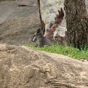 Blackbutt 2011 - Tammar Wallaby