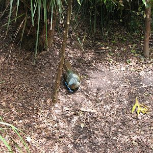 Blackbutt 2011 - Satin Bowerbird