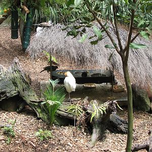Blackbutt 2011 - Cattle Egret, Satin Bowerbird and Apostlebird