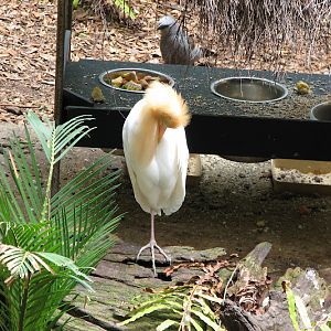 Blackbutt 2011 - Cattle Egret and Apostlebird
