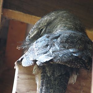 Blackbutt 2011 - Tawny Frogmouth