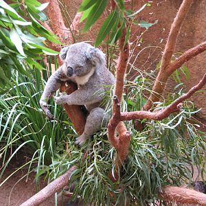 Blackbutt 2011 - Northern Koala and Glossy Ibis
