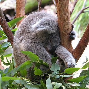 Blackbutt 2011 - Northern Koala