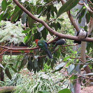 Blackbutt 2011 - Australian King Parrot, White-headed Pigeons, koala aviary