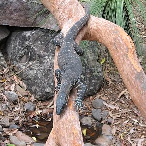 Blackbutt 2011 - Lace Monitor