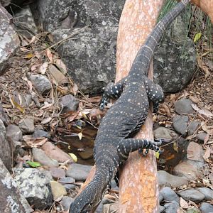 Blackbutt 2011 - Lace Monitor