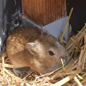 Daurian pika - August 2023