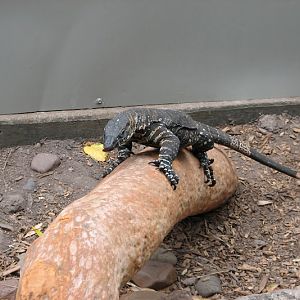 Blackbutt 2011 - Lace Monitor