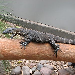 Blackbutt 2011 - Lace Monitor