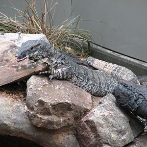 Blackbutt 2011 - Lace Monitor