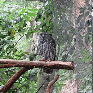 Blackbutt 2011 - Barking Owl