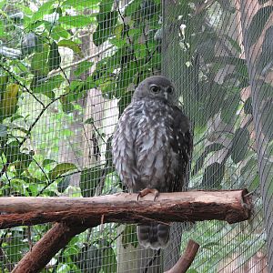 Blackbutt 2011 - Barking Owl