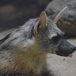 Southern aardwolf - August 2023