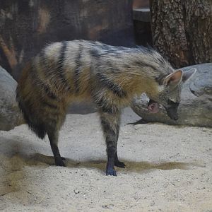 Southern aardwolf - August 2023