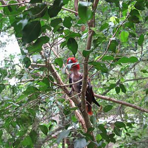 Blackbutt 2011 - Eclectus Parrot with missing feathers