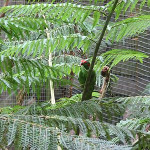 Blackbutt 2011 - Musk Lorikeet