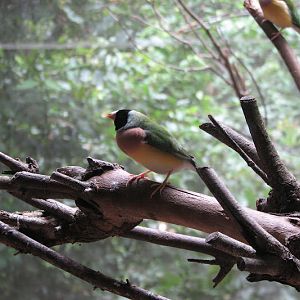 Blackbutt 2011 - Gouldian Finches