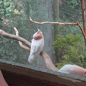 Blackbutt 2011 - Major Mitchell Cockatoos