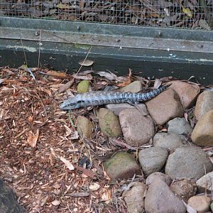 Blackbutt 2011 - Eastern Blue-tongue, parrot and finch aviary