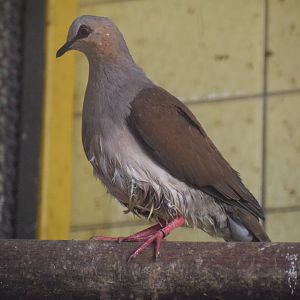 Grey-headed dove - August 2023