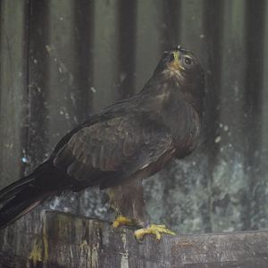 Wahlberg's eagle - August 2023