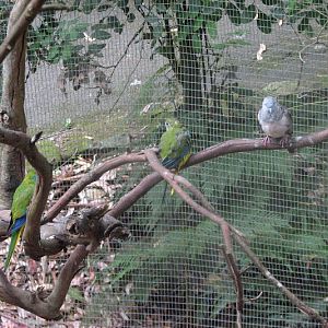 Blackbutt 2011 - Turquoise Parrots and Peaceful Dove