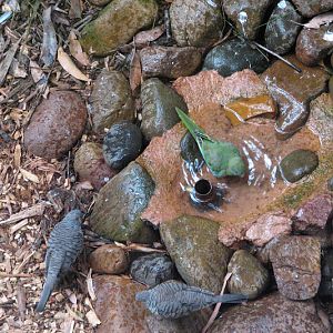 Blackbutt 2011 - Turquoise Parrot and Diamond Doves