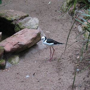 Blackbutt 2011 - Pied Stilt