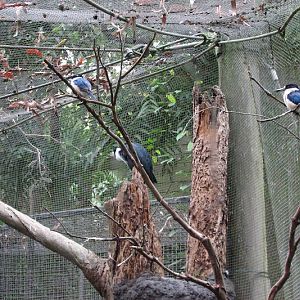 Blackbutt 2011 - Forest Kingfishers and Pied Herons