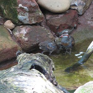 Blackbutt 2011 - Buff-banded Rails
