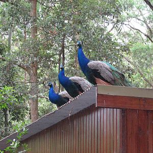 Blackbutt 2011 - Indian Peafowl