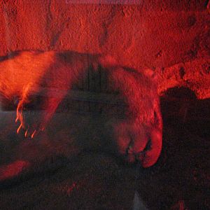 Blackbutt 2011 - Common Wombat