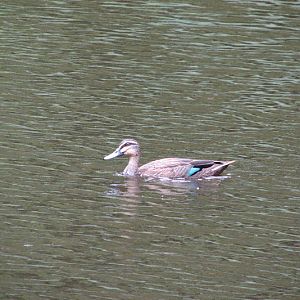 Blackbutt 2011 - wild Pacific Black Duck