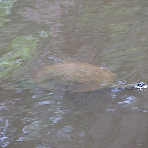 Blackbutt 2011 - wild Eastern Snake-necked Turtle