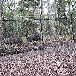 Blackbutt 2011 - Emus