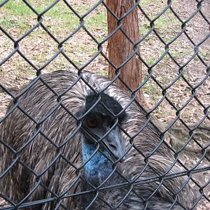 Blackbutt 2011 - Emu
