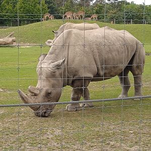 White rhino