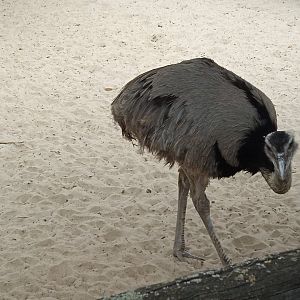 Greater rhea