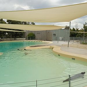 Harbour seal exhibit